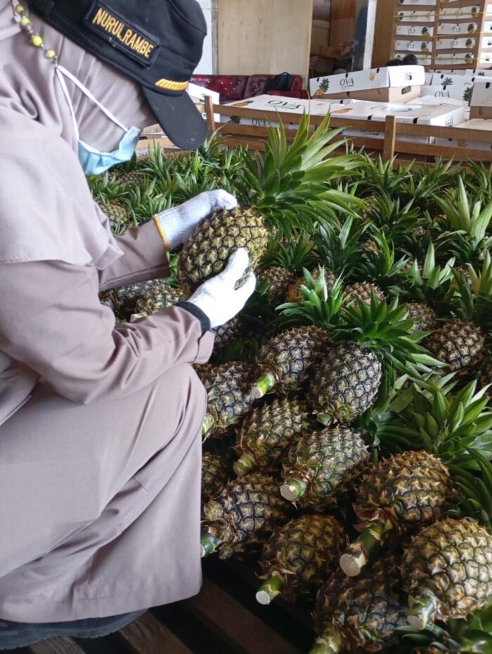 Pineapple - Gambar 4