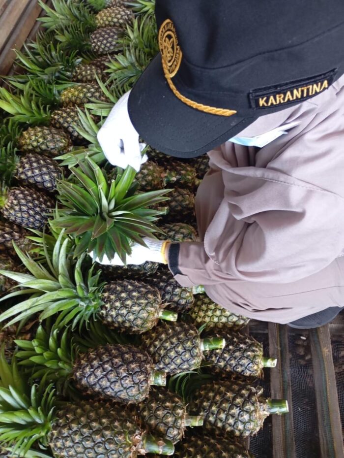 Pineapple - Gambar 6
