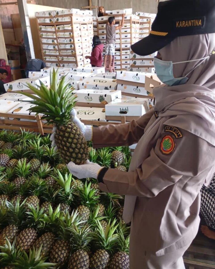 Pineapple - Gambar 2