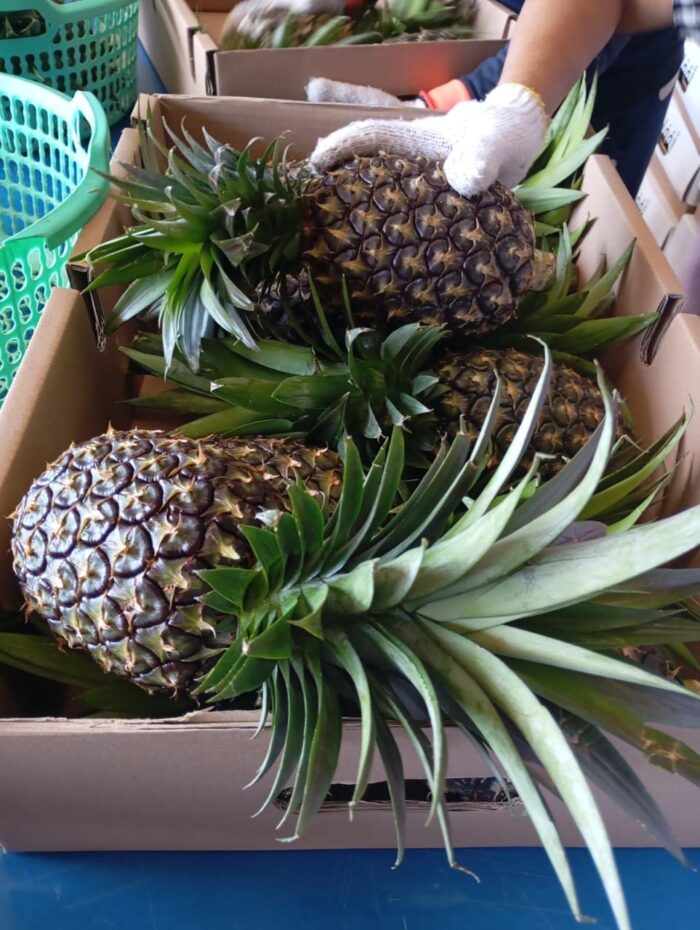 Pineapple - Gambar 5