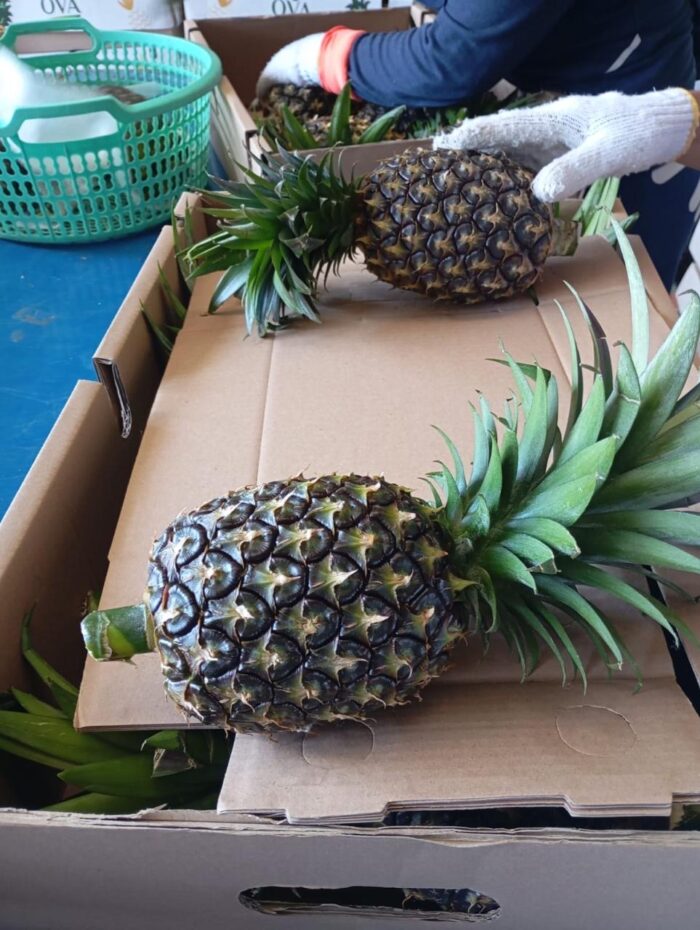 Pineapple - Gambar 3