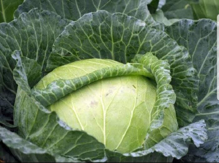Cabbage - Gambar 2