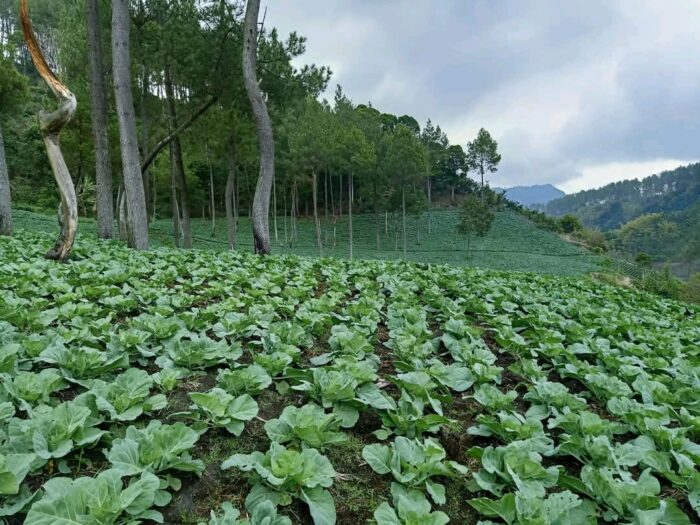 Cabbage - Gambar 6