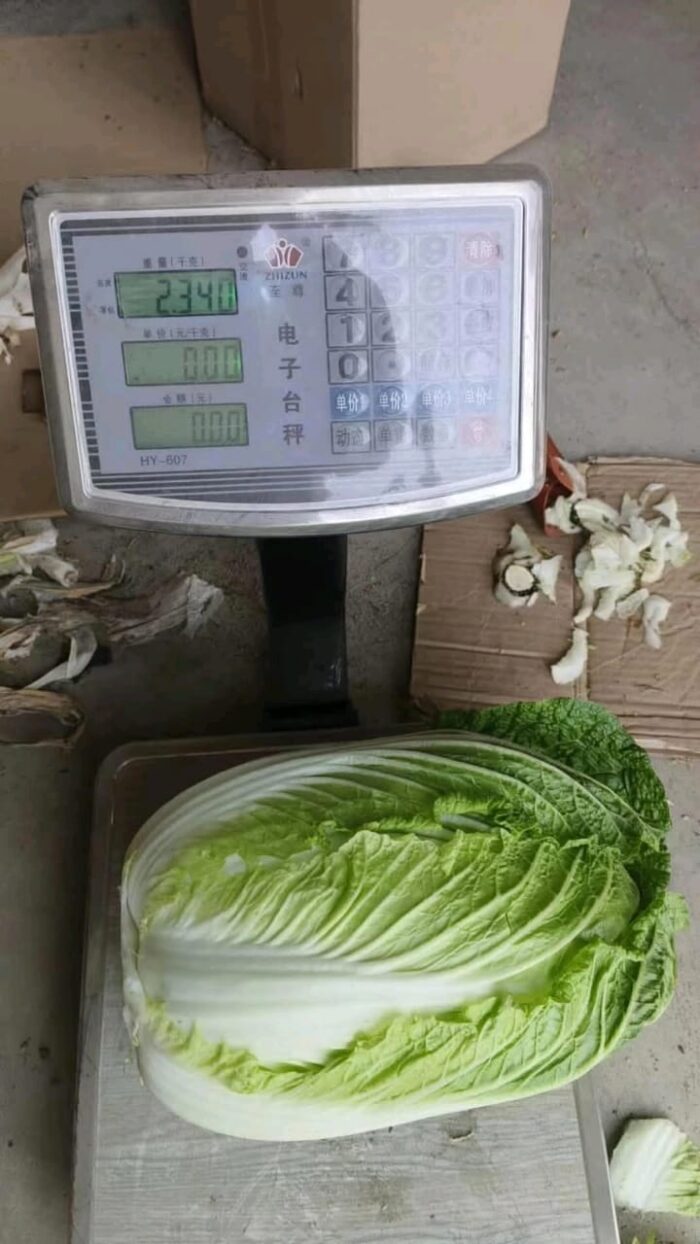 Chinese Cabbage - Gambar 6