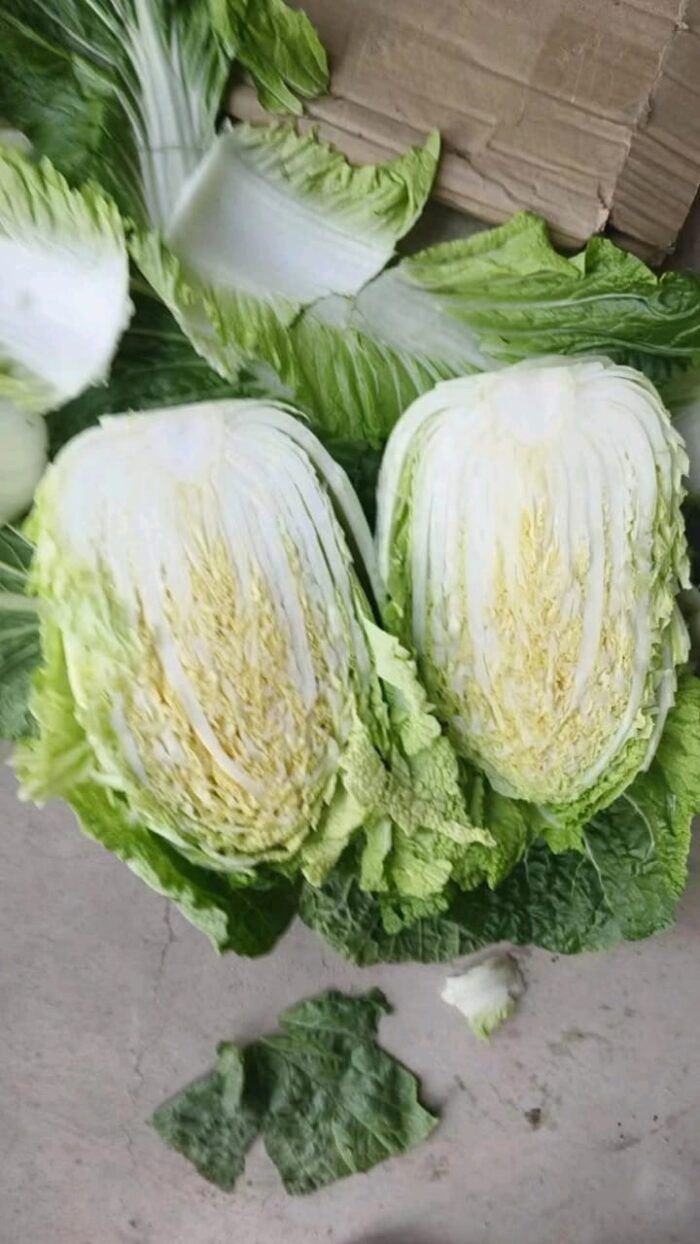 Chinese Cabbage - Gambar 5