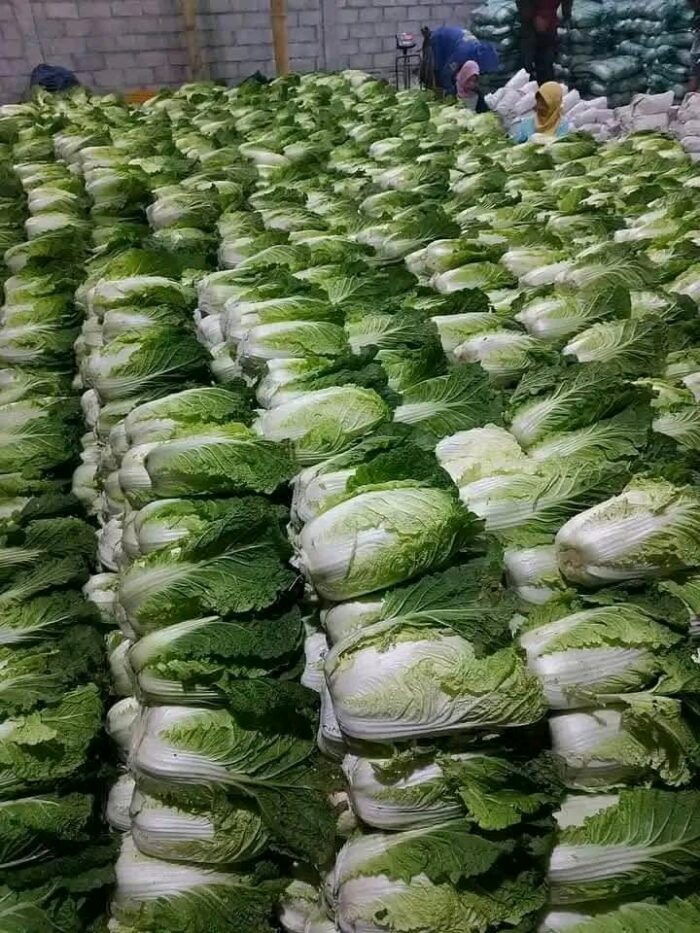 Chinese Cabbage - Gambar 7