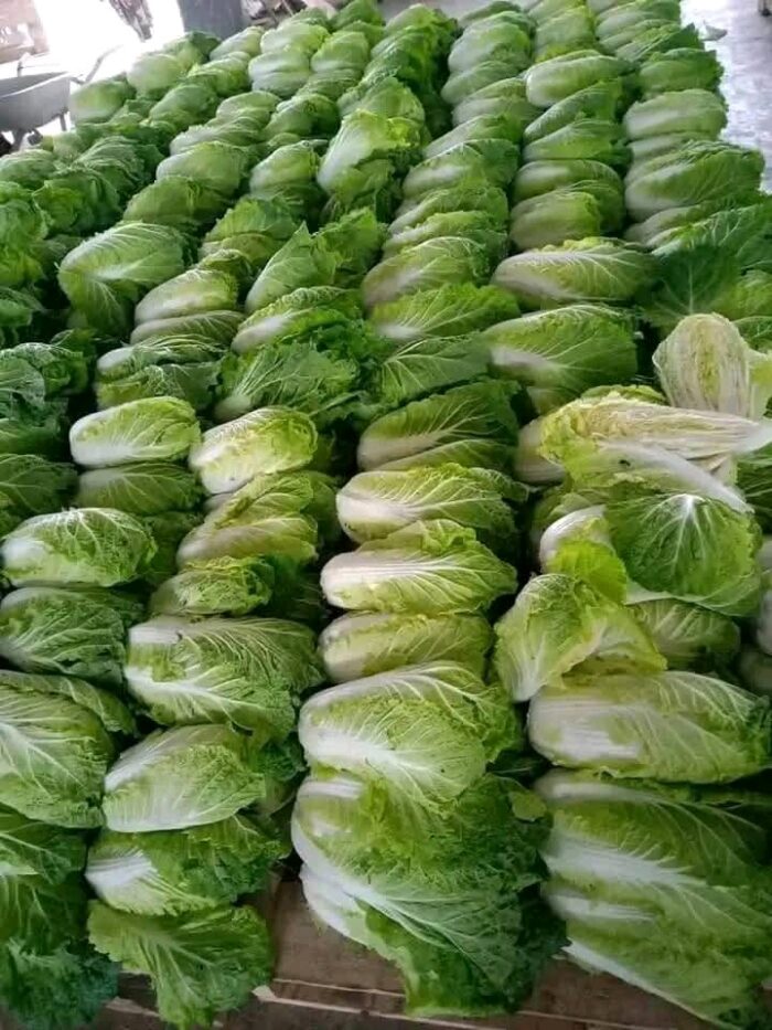 Chinese Cabbage - Gambar 4