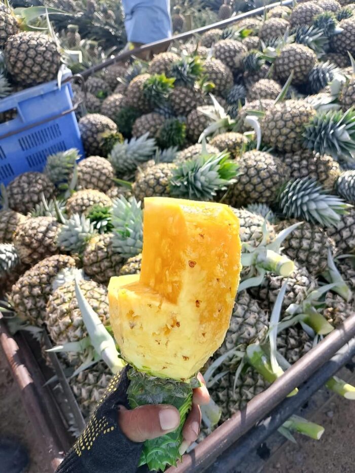 Pineapple - Gambar 7