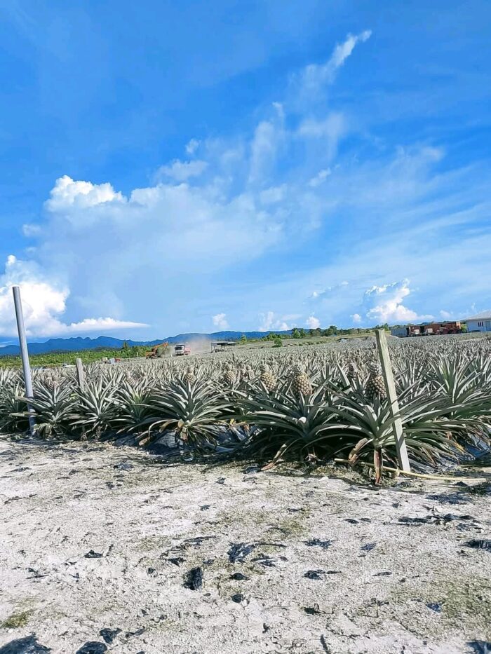 Pineapple - Gambar 8