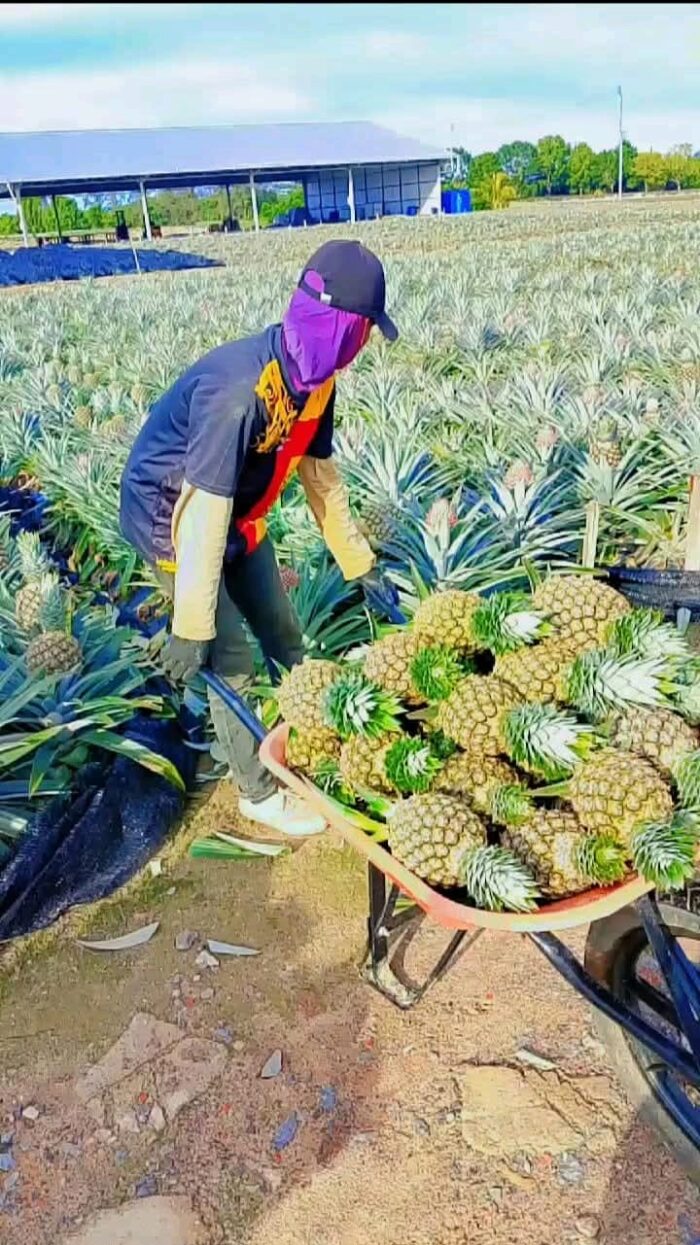 Pineapple - Gambar 9