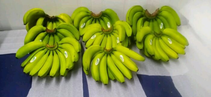 Cavendish Banana - Gambar 4