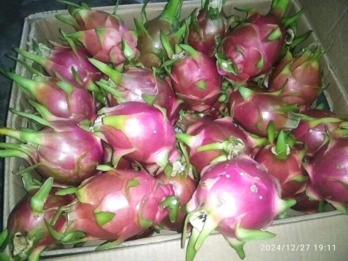 Dragon Fruits - Gambar 7