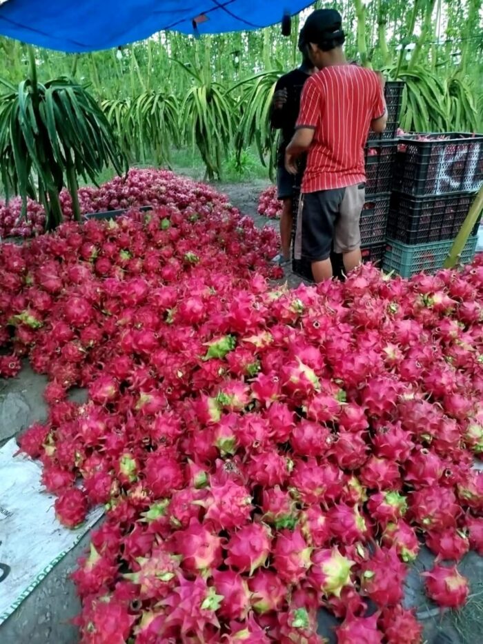 Dragon Fruits - Gambar 6