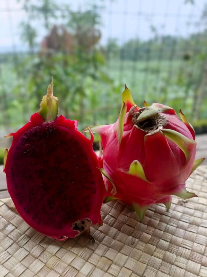 Dragon Fruits - Gambar 5