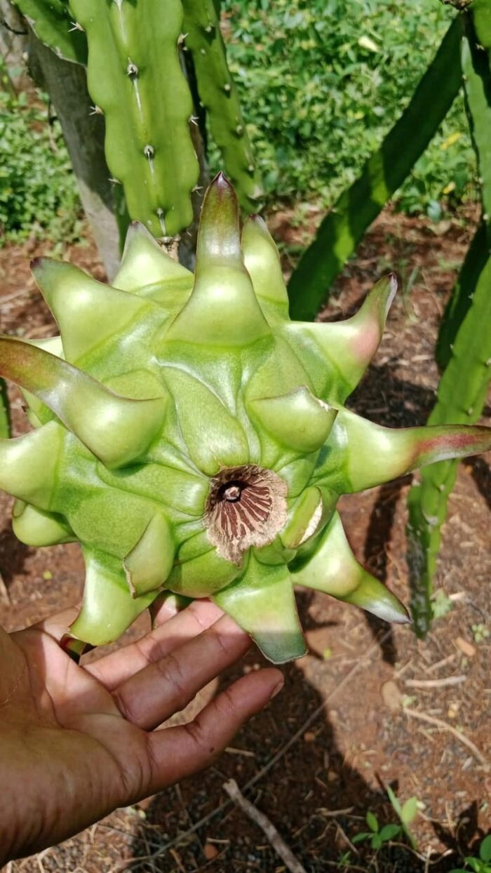 Dragon Fruits - Gambar 4