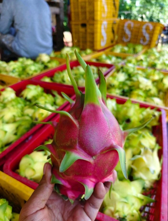 Dragon Fruits - Gambar 2