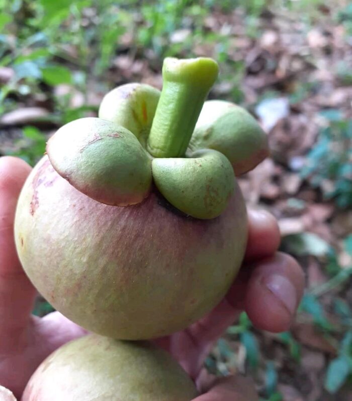 Mangosteen - Gambar 3