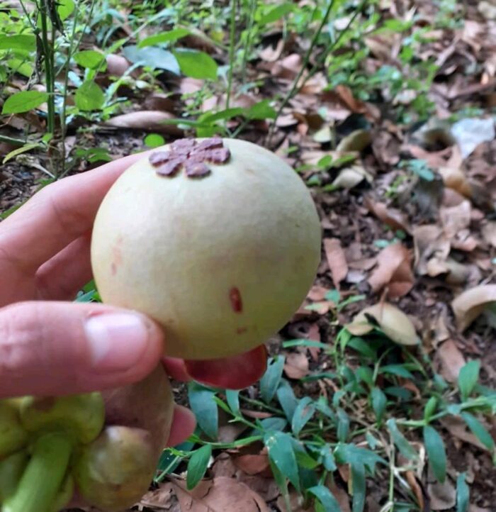 Mangosteen - Gambar 4