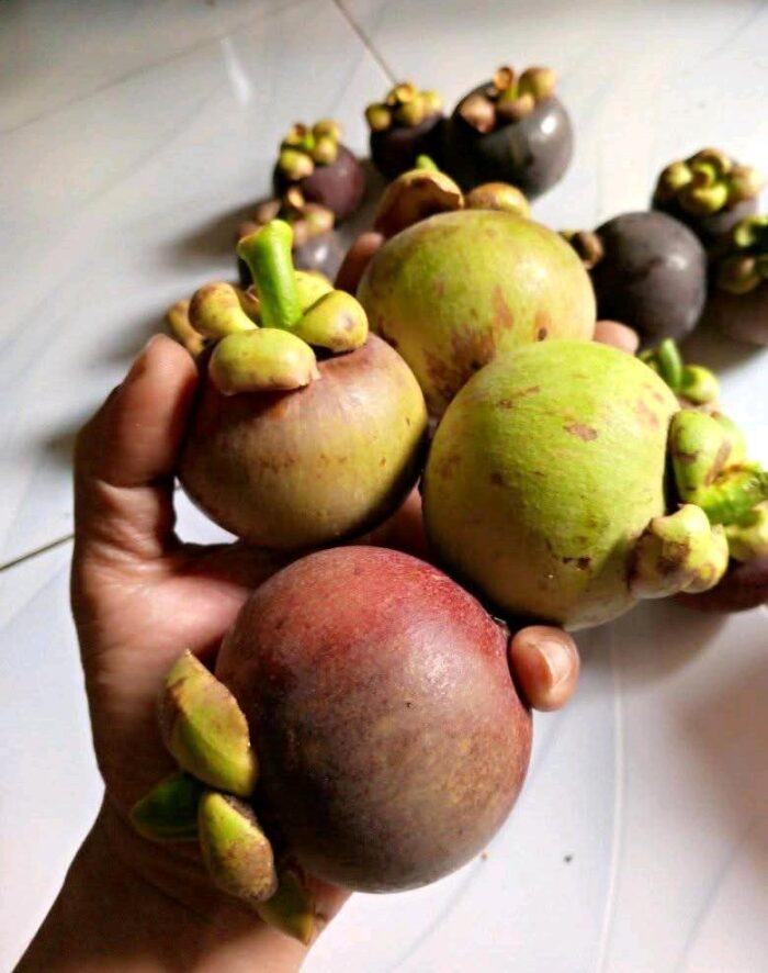 Mangosteen - Gambar 6