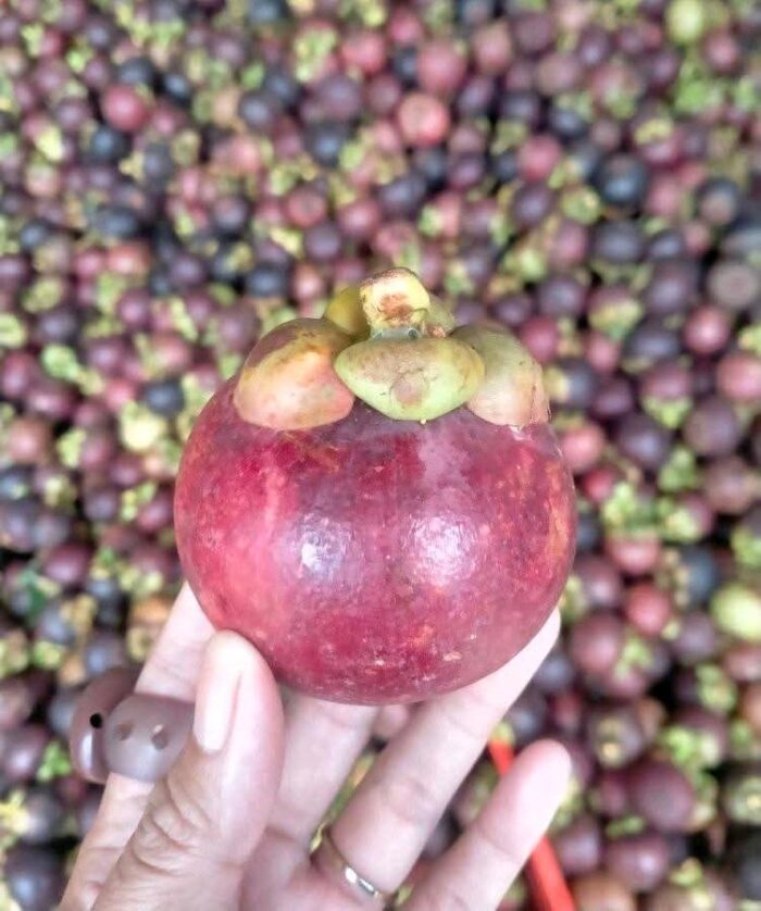 Mangosteen - Gambar 5