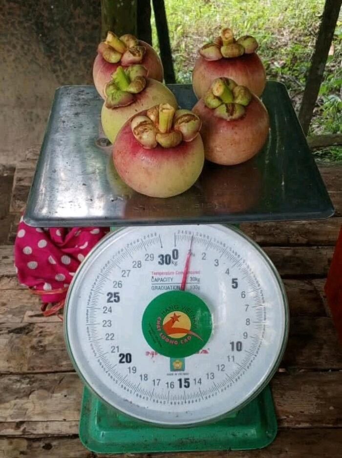 Mangosteen - Gambar 7