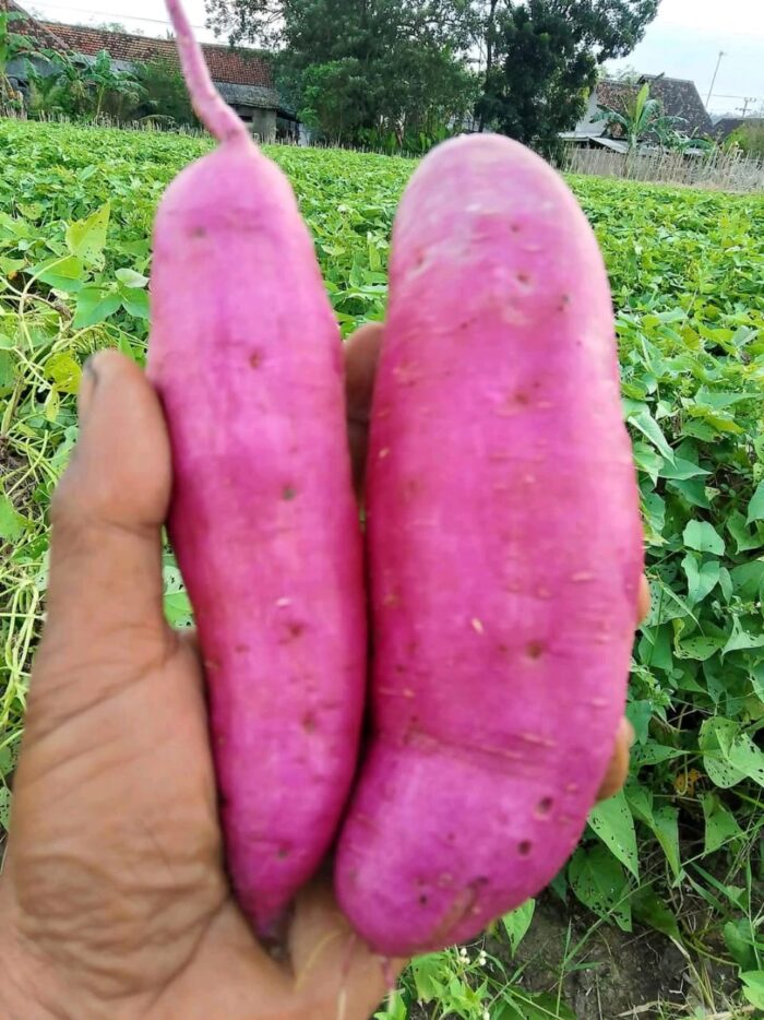Purple Sweet Potato - Gambar 3