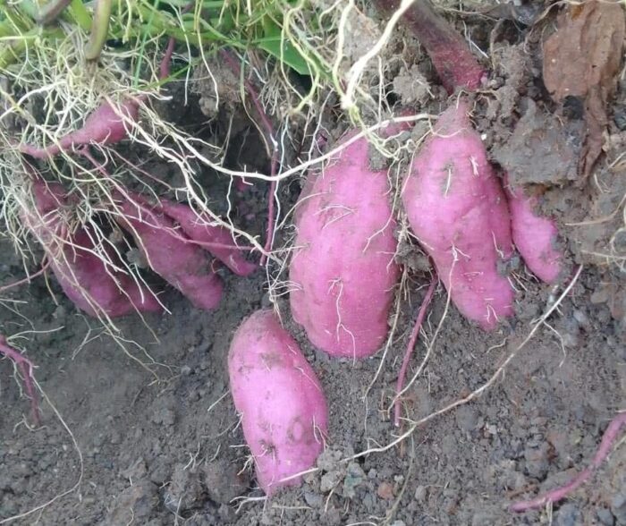 Purple Sweet Potato - Gambar 2
