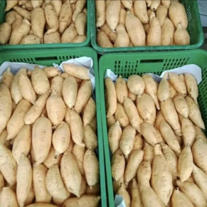 Sweet Potato - Gambar 8