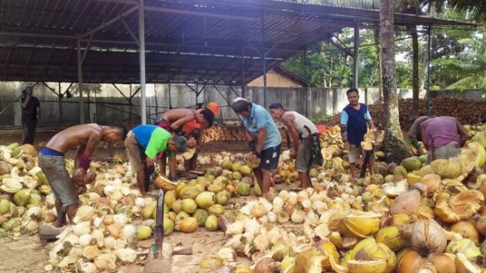 Husked Coconut - Gambar 3