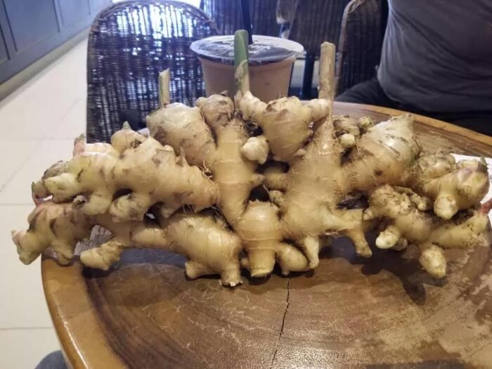 Elephant Ginger - Gambar 7