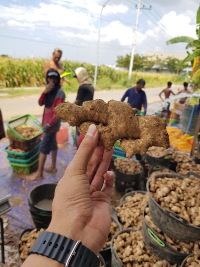 Elephant Ginger - Gambar 10