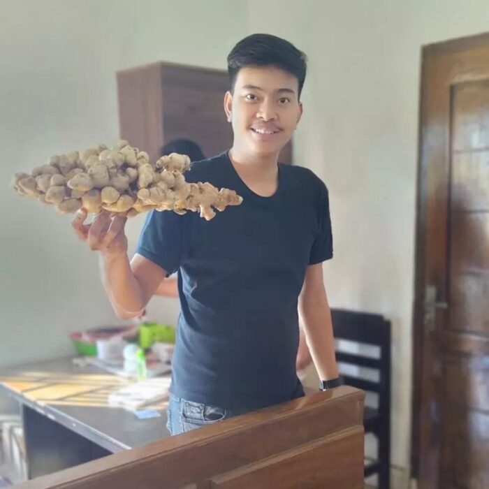 Elephant Ginger - Gambar 4
